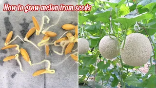 Download How to grow melon from seeds, sprouting after 3 days MP3