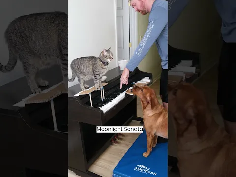 Cat and Dog Play Beethoven