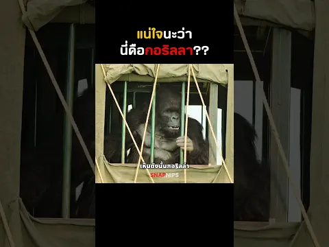แน่ใจนะว่านี่คือกอริลลา?? #shorts