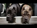 Scammer tries to sell my Cane Corso s on Craigslist Lets give him a call