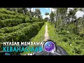 Download Lagu Pulang Dari Curug Terpencil Malah Nemu Jalan Dengan Pemandangan Tercantik Di Ciwidey