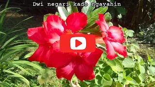 Download Dwi Negari - Kado Ngayahin lirik lagu bali lawas MP3