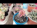 Aeonium Medusa's magic // Planting Old Man Cactus
