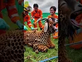 Download Lagu Goat is covered in honeycomb like larvae ad beetle save by rescuers #humanity #animals #goat #rescue