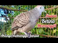 Download Lagu Suara Memanggil - Suara Perkutut Betina Memanggil Jantan || The female turtle dove calls the male