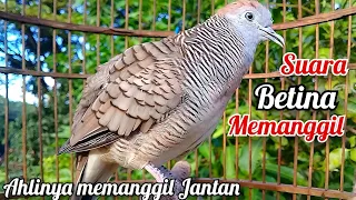 suara memanggil suara perkutut betina memanggil jantan the female turtle dove calls the male