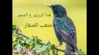 هدا الزرزور ع الشجر الفنان متعب الصقار دندنها