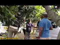 Download Lagu Meet MP Samuel Arama inside his own compound full of most expensive cars \u0026 fruit trees 