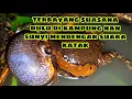 Download Lagu SUARA KODOK /katak MERAUNG RAUNG PERTANDA BANJIR