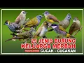 Lagu 25 JENIS BURUNG KICAU DARI KELUARGA CUCAK-CUCAKAN | JENIS BURUNG MERBAH | HARGA BURUNG KICAU