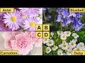 ABC Flowers | Learn Alphabet from A to Z | Beautiful Flowers for Kids