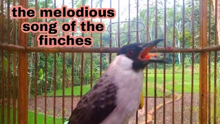 Download nyanyian merdu burung kutilang|| the melodious song of the finches MP3
