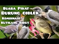 Download Lagu suara pikat burung ciblek || kombinasi kutilang ribut dan kejepit #caramikat #mp3pikat  #ciblekbren