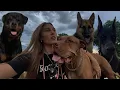 Rottweiler Doberman GSD Bandog My Honest Experience