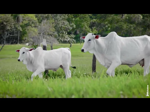 Matriz Nelore AFOM - 3718