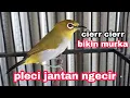 Download Lagu pleci buxtoni oper birahi ngecir cierr cierr super ampuh buat pancingan