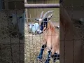 Download Lagu mocha and gnomie #goatlife Shorts