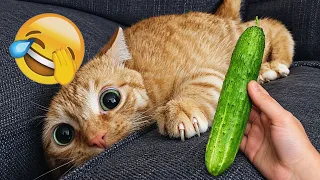 " Funniest Viral Cat Compilation 2026 | Try Not To Laugh ๐ ๐ #CutePets #funnycats #funnydogs"
