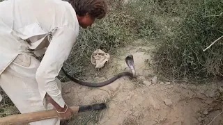 🐍 Black Cobra Snake Catching on the Complaint of Farmers #cobra #snake #blackcobra #wildlife