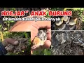 Download Lagu ngejar ngejar anak burung alhamduliah poin banyak #kicaumania