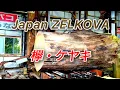 Download Lagu 欅・ケヤキ　Japan Zelkova Sawing!!