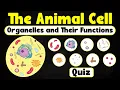 Animal Cell Organelles and Their Functions Fun Quiz Detailed Explanations