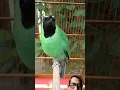 Download Lagu Burung cucak ijo gacor masteran #cucakijogacor #birds #birdsounds