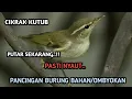 Download Lagu SUARA PANCINGAN BURUNG CIKRAK KUTUB, SEKALI OUTAR PASTI NYAUT..