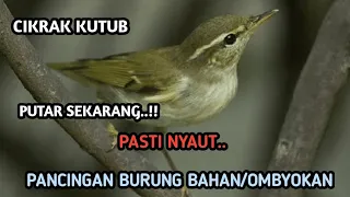 suara pancingan burung cikrak kutub sekali outar pasti nyaut 