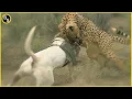 Dog s Unbelievable Escape from Deadly Leopard and Jaguar Encounter