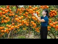 Harvesting Sweet Tangerines to Sell - Fresh Orchard Fruits | Traditional Village Life