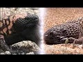 Venomous Lizards Of The World