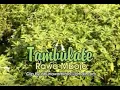 Download Lagu TAMBULATE