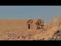 Donkey
