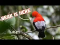 Download Lagu Andean Cock-of-the-Rock | Funny bird, even funnier sound