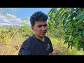 Download Lagu SEDIHNYA... Harus Merelakan Pondok Rumah Kebun