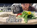 Can you raise rabbits on greens