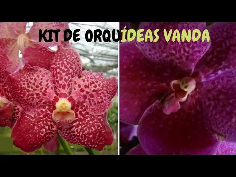KIT DE ORQUÍDEAS VANDA ESPECIAIS DIA DAS MÃES