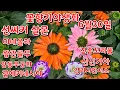 Download Lagu #신종루드베키아3종 #선씨커5종 #겹에키네시아   #신종꼬리풀4종  #겹백합  #적백합 #신닌기아핫라바 #파티드레스 #흑솔채 #네팔요정