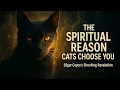 If a Cat Chose You, It Wasn't By Chance — Edgar Cayce Explained Why