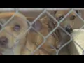 All pets FREE at Abilene Animal Shelter after mail-in rebate