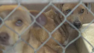 All pets FREE at Abilene Animal Shelter after mail-in rebate