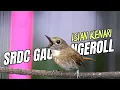 Download Lagu SUARA BURUNG SRDC GACOR ISIAN KENARI - sikatan rimba dada coklat (cyornis olivacea)