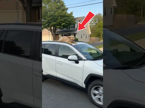 The girl was careless when she let the puppy climb onto the roof of the car. #dogs #puppy