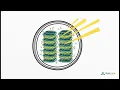 Photosynthesis Explained Simply