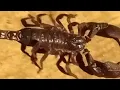 Download Lagu A scorpion