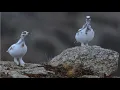 Lagu Burung American Rock Ptarmigan, Rock Grouse, dan Burung Gunung dengan Suara Unik 