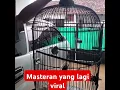 Download Lagu Burung brinji rambut tungir masteran burung yang sedang di cari para penghobi #kicauan #kicaumania