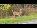 Tennessee deer hunters face new rules on drones and baiting