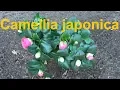 Download Lagu Camellia japonica Kamelie pflege überwintern Standort gießen düngen schneiden vermehren Kamlien